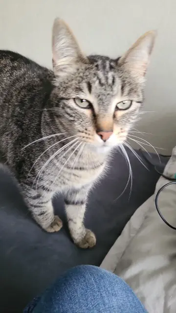 chat lost   95130 Franconville Flash