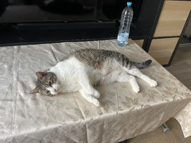 gato perdido 95290 L'Isle-Adam Flocki gato lost 95290 L'Isle-Adam Flocki