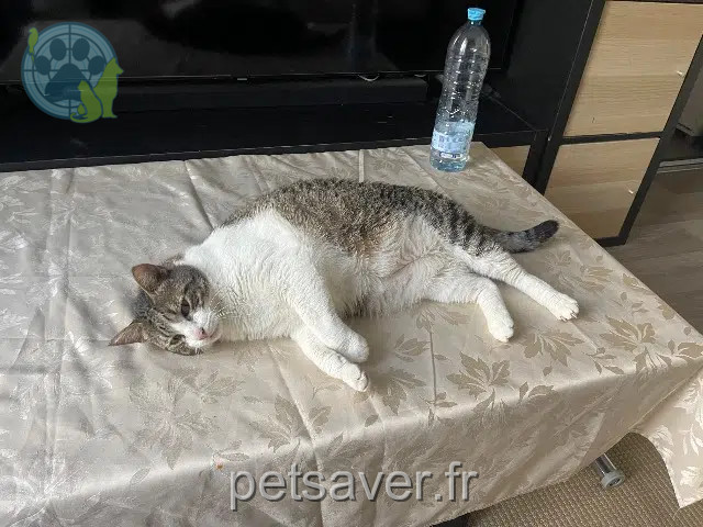 Kater vermisst 95290 L'Isle-Adam Flocki Kater lost 95290 L'Isle-Adam Flocki