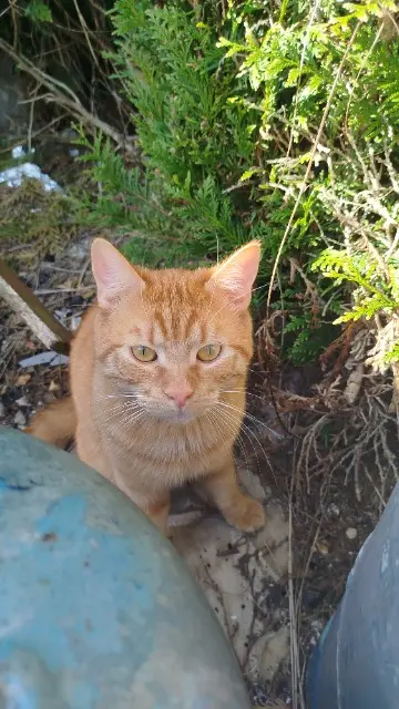 chat lost   95330 Domont Floki