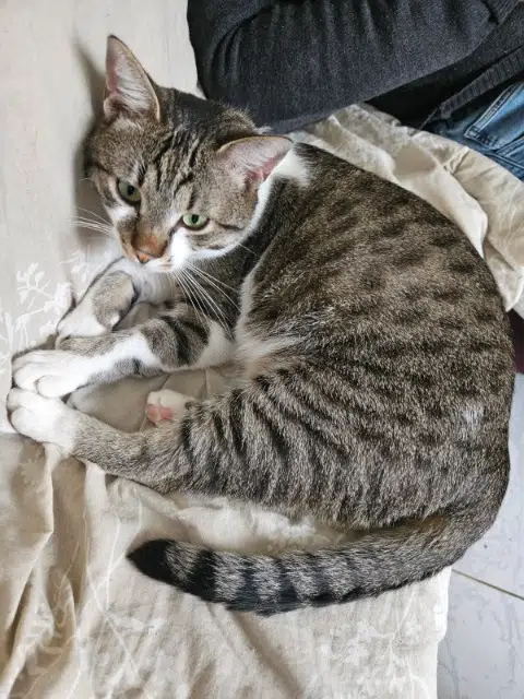 chat lost   95340 Bernes-sur-Oise Fripon