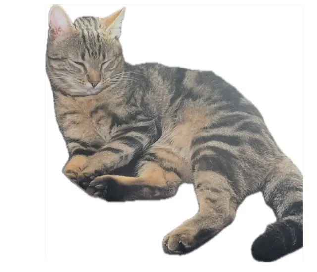 chat lost   95190 Goussainville Félix