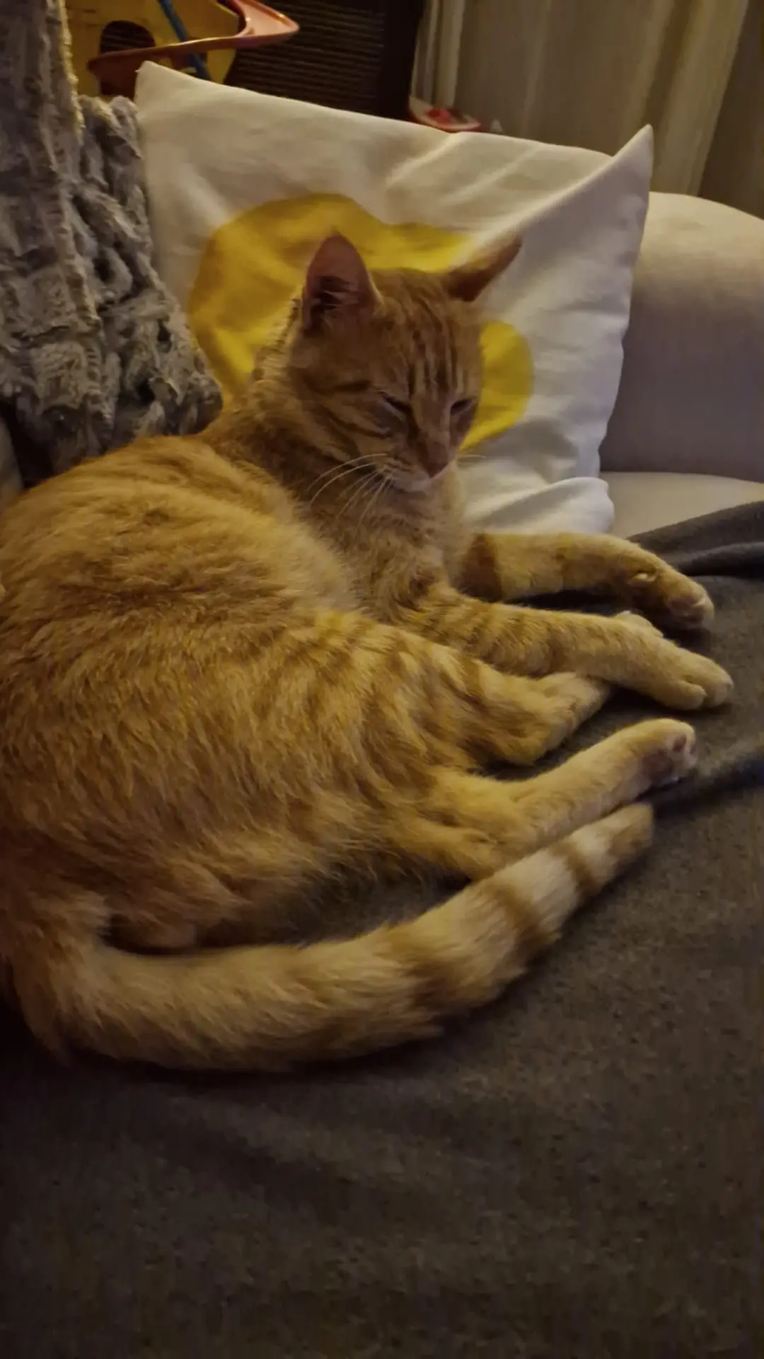 chat lost   95530 La Frette-sur-Seine Gary