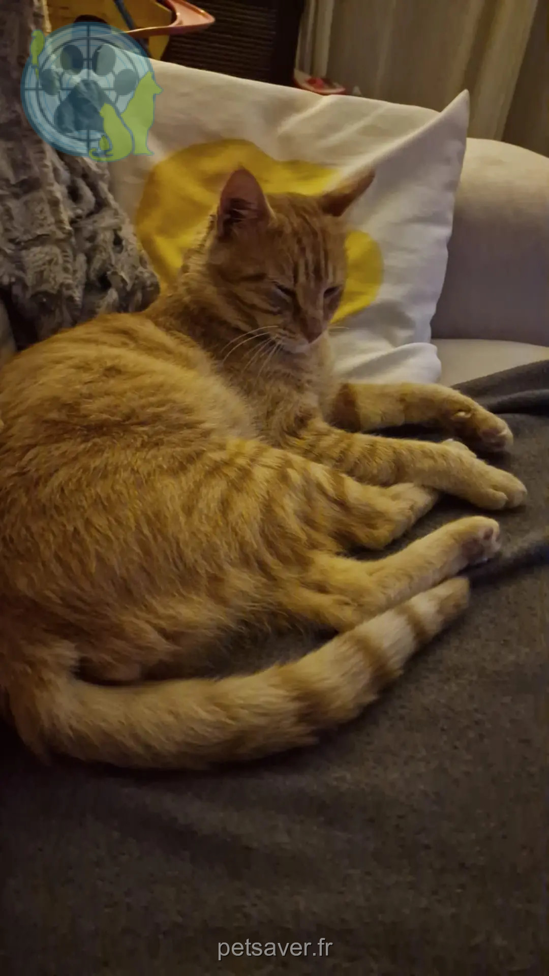 Kater vermisst 95530 La Frette-sur-Seine Gary Kater lost 95530 La Frette-sur-Seine Gary