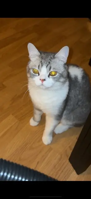 chat lost   95230 Soisy-sous-Montmorency Globuleux