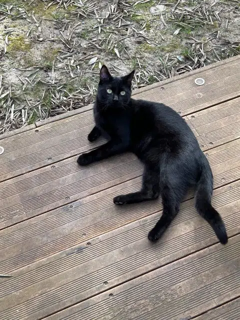 chat lost   95240 Cormeilles-en-Parisis Gotham