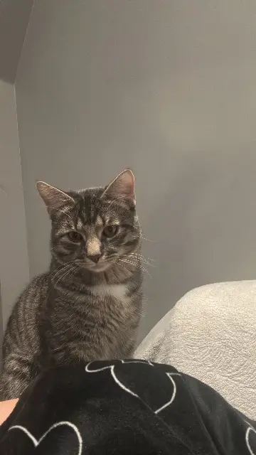 chat lost   95170 Deuil-la-Barre Gribouille