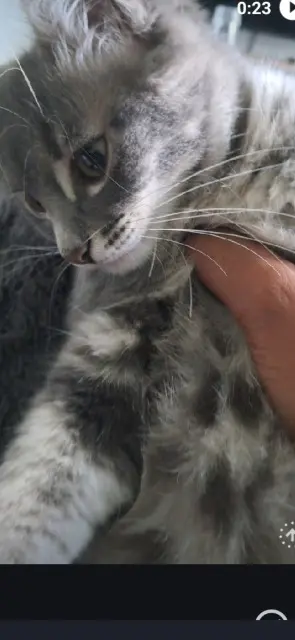 chat lost   95580 Margency Grizou