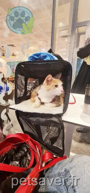 gato perdido 95700 Roissy-en-France GROOT gato lost 95700 Roissy-en-France GROOT
