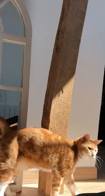 chat lost   95510 Amenucourt Happy