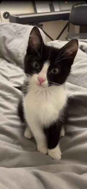 chat lost   95250 Beauchamp Haïko