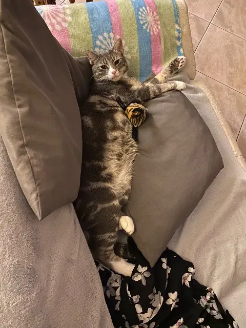 chat lost   95390 Saint-Prix Jaïgo