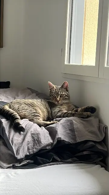 chat lost   95430 Auvers-sur-Oise Jeanchat