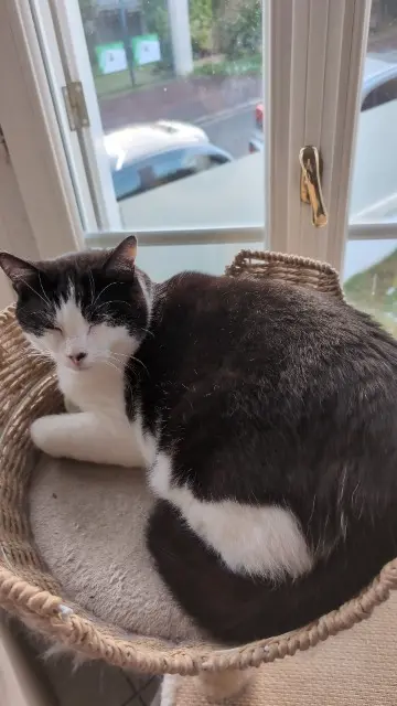 chat lost   95600 Eaubonne John