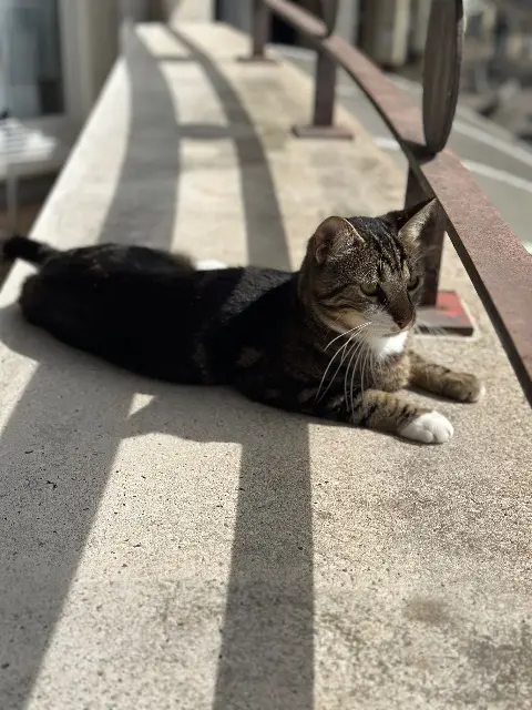 chat lost    Cergy Johnny