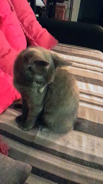 chat lost   95160 Montmorency Jojo