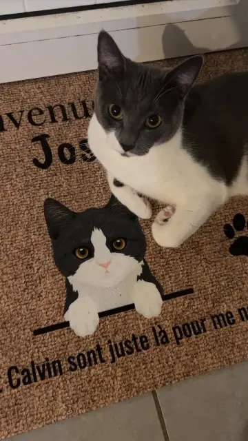 chat lost   95570 Bouffémont José