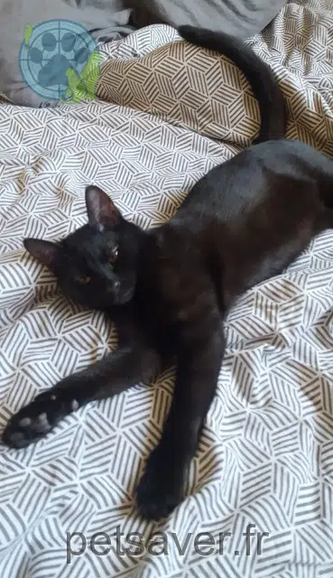 chat lost   95800 Courdimanche Jump