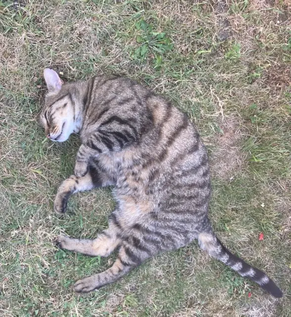 chat lost   95550 Bessancourt Junky