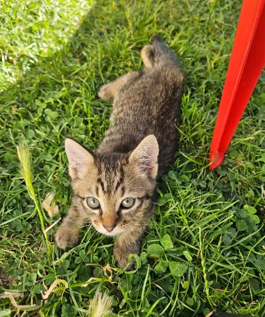 chat lost   95350 Saint-Brice-sous-Forêt Karl