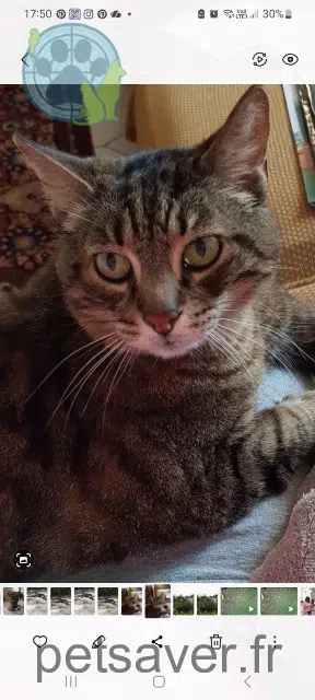 chat lost   95170 Deuil-la-Barre Kaya
