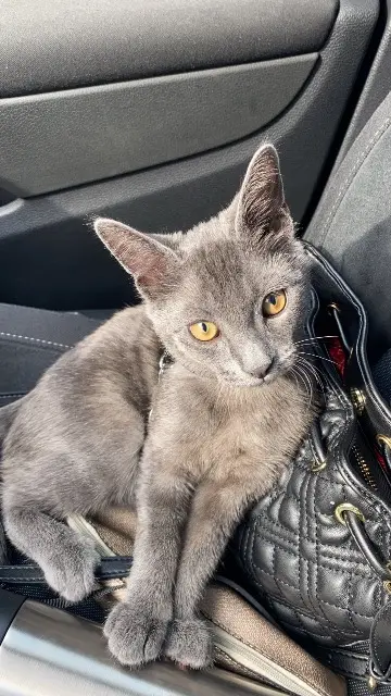 chat lost   95120 Ermont Kayou
