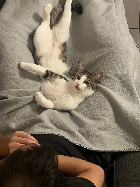 chat lost   95500 Gonesse Kenan