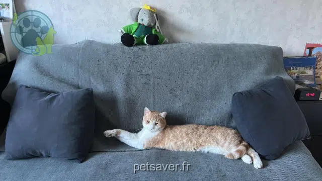 chat lost 95600 Eaubonne Kimy