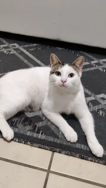 gato perdido 95200 Sarcelles Kitou gato lost 95200 Sarcelles Kitou