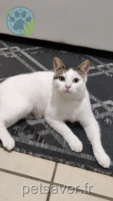 gato perdido 95200 Sarcelles Kitou gato lost 95200 Sarcelles Kitou