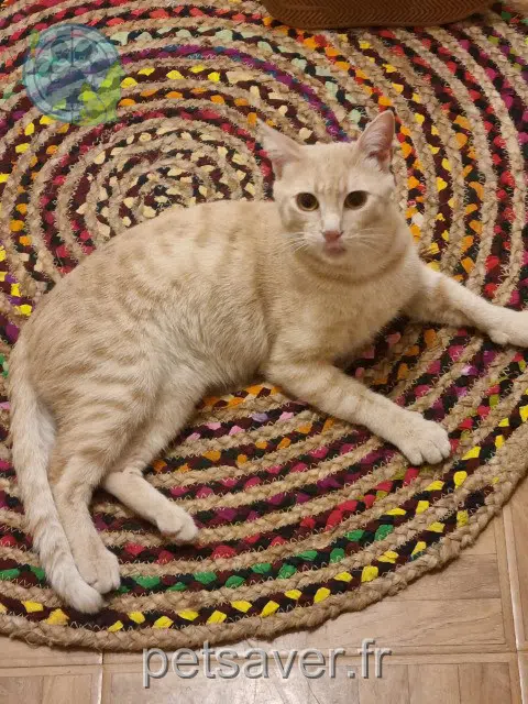 chat lost 95540 Méry-sur-Oise Koda