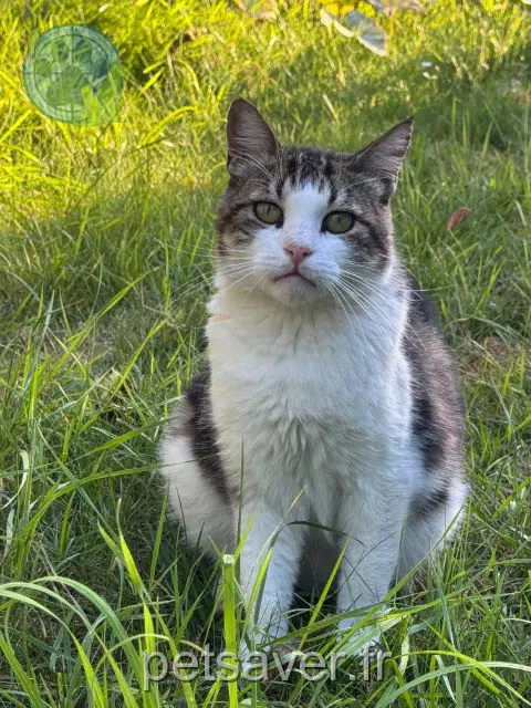 Kater vermisst 95500 Le Thillay Kookie Kater lost 95500 Le Thillay Kookie