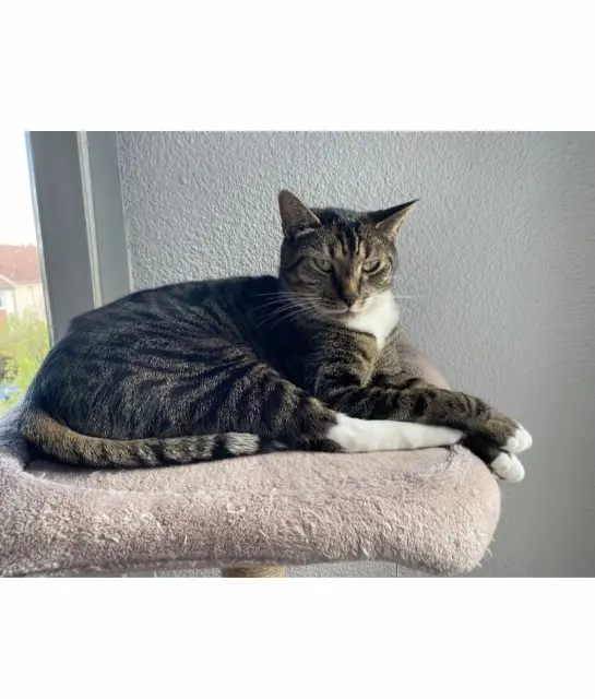chat lost   95660 Champagne-sur-Oise Leon