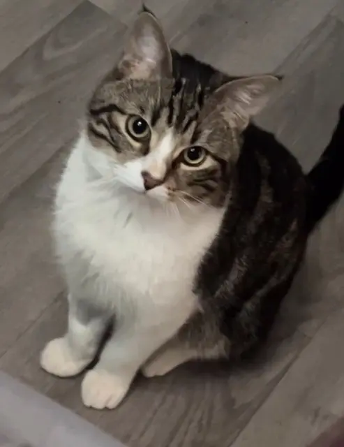 chat lost   95380 Louvres Loko