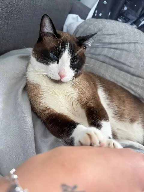 chat lost   95600 Eaubonne Luffy