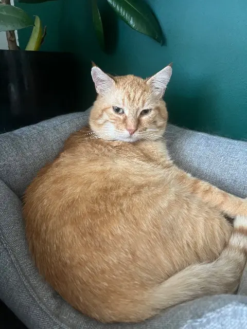 chat lost   95210 Saint-Gratien Lupin