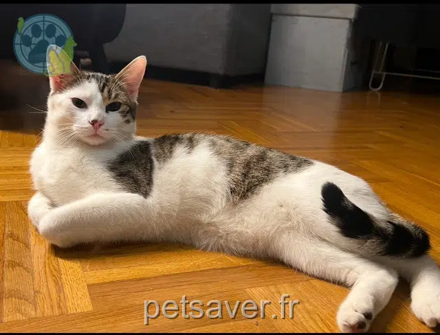 gato lost    Cergy Léo