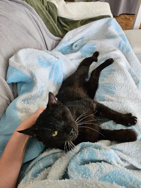 chat lost   95520 Osny Malabar