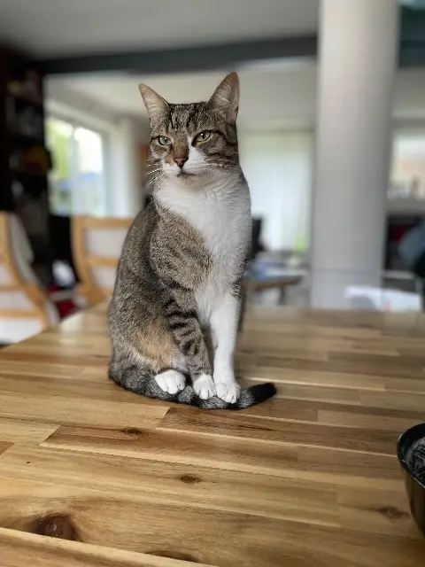 chat lost   95330 Domont Malo