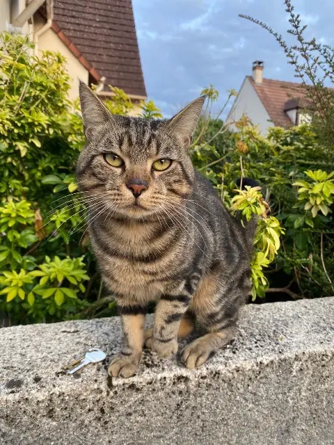 chat lost   95550 Bessancourt Mango