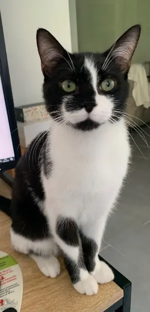 chat lost   95300 Hérouville-en-Vexin Micha