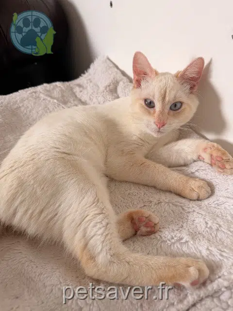 chat perdu 95130 Franconville Miel chat lost 95130 Franconville Miel