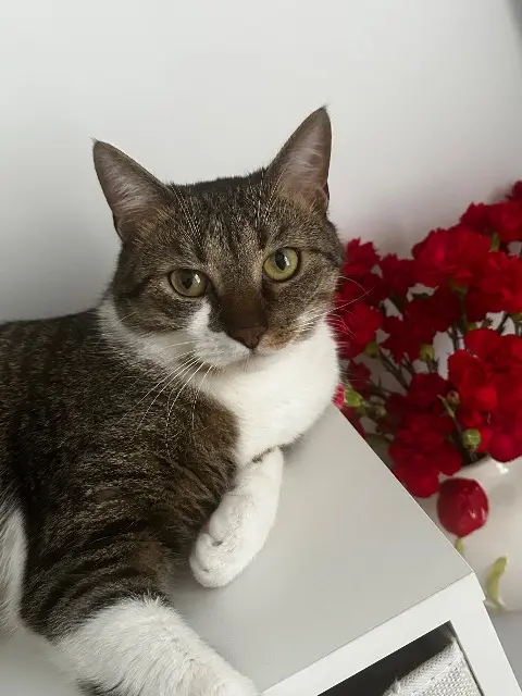 chat lost   95500 Gonesse Milo