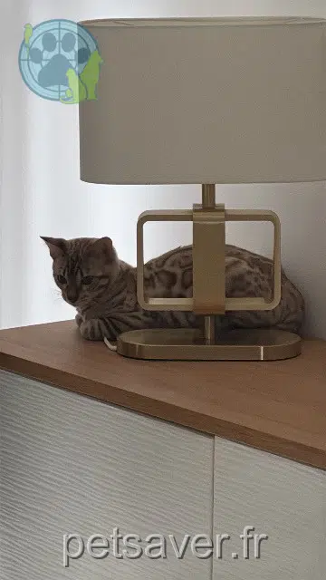 chat lost   95190 Goussainville Miloud