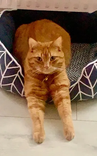 chat lost   95520 Osny Mimi