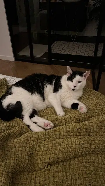 chat lost   95290 L'Isle-Adam Minus