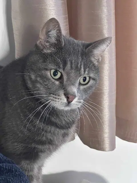 gato perdido 95490 Vauréal Mistral gato lost 95490 Vauréal Mistral