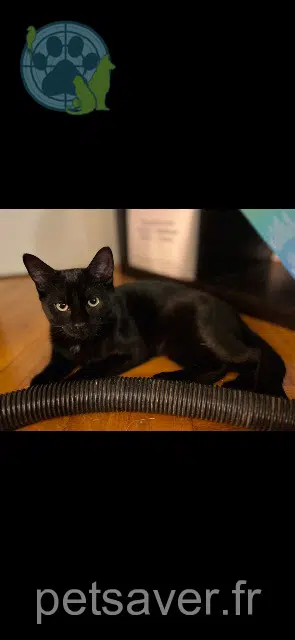 gato lost    Cergy Moscou