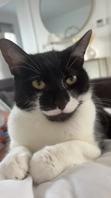 chat lost   95800 Courdimanche Moufi