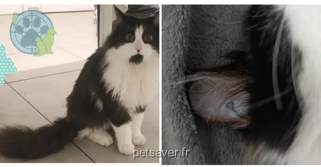 chat lost   95820 Bruyères-sur-Oise Muezza
